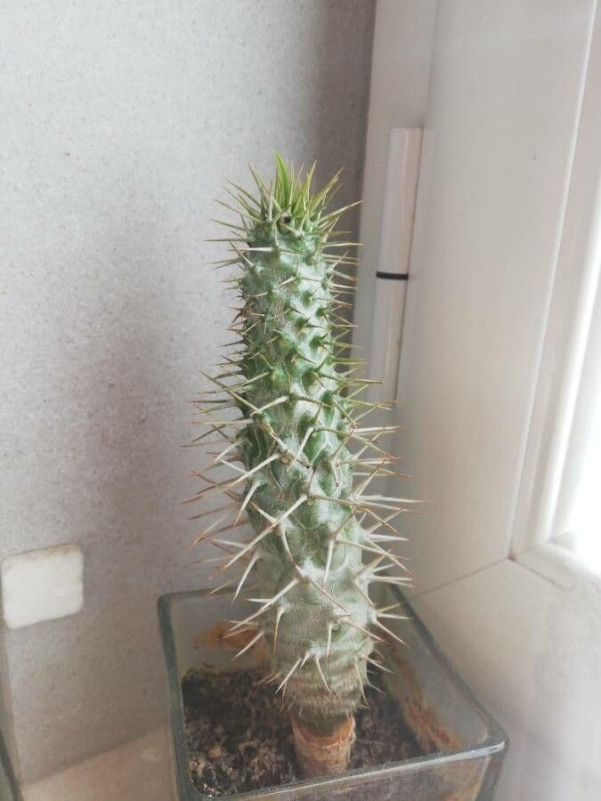 Madagaskar-Palme 18