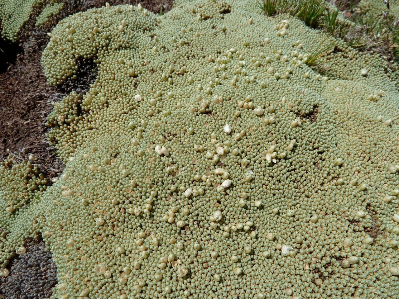 Pycnophyllum 7
