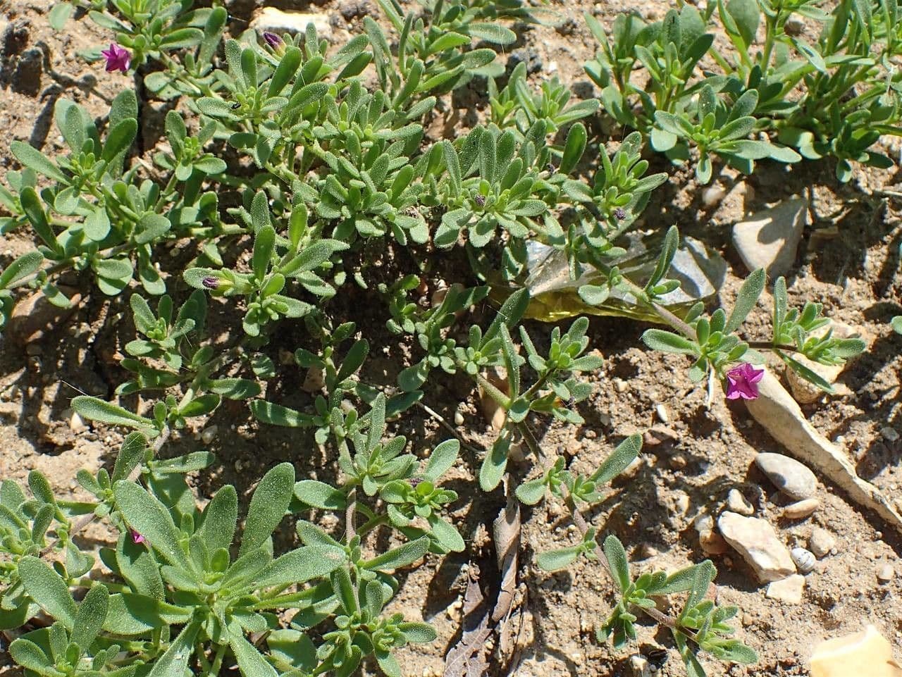 Kleinblütige Kalibrachoa 6