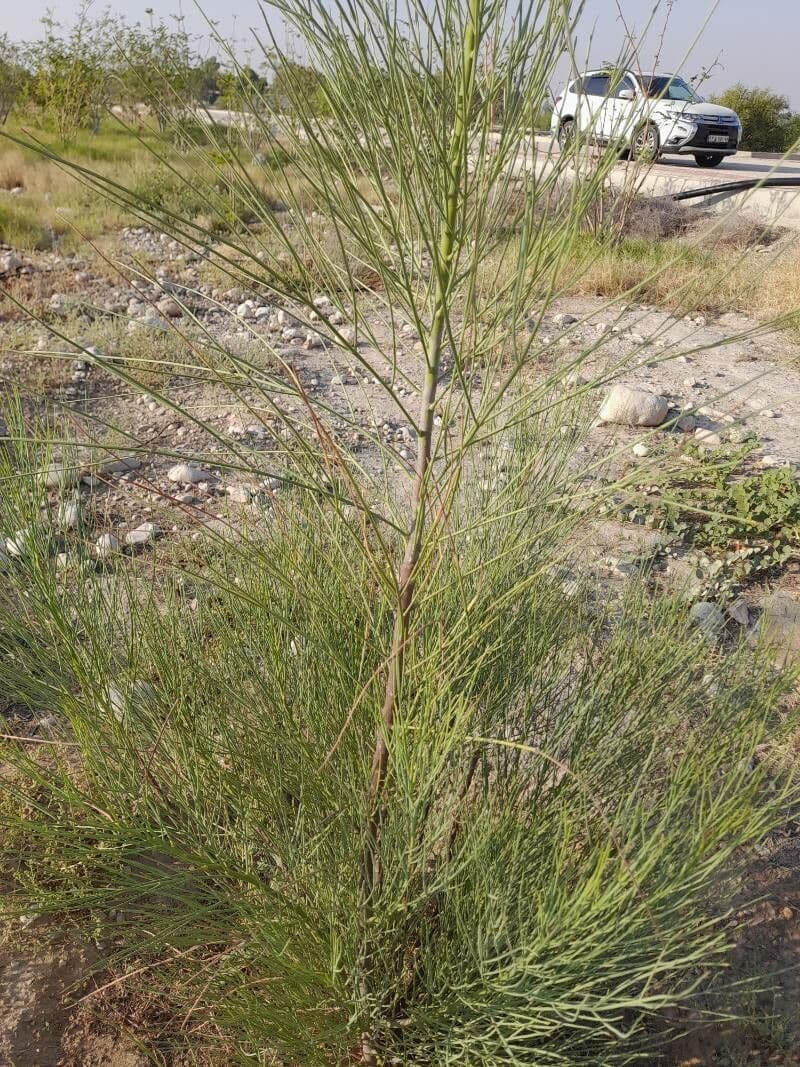 Moringa 3