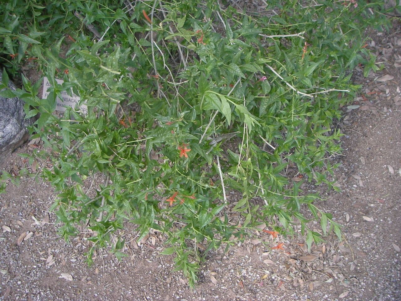 Anisacanthus 7