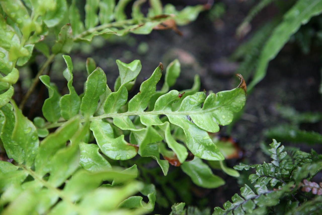 Blechnum 6