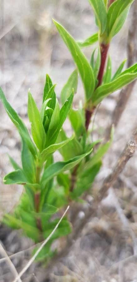 Bouvardia ternifolia 14