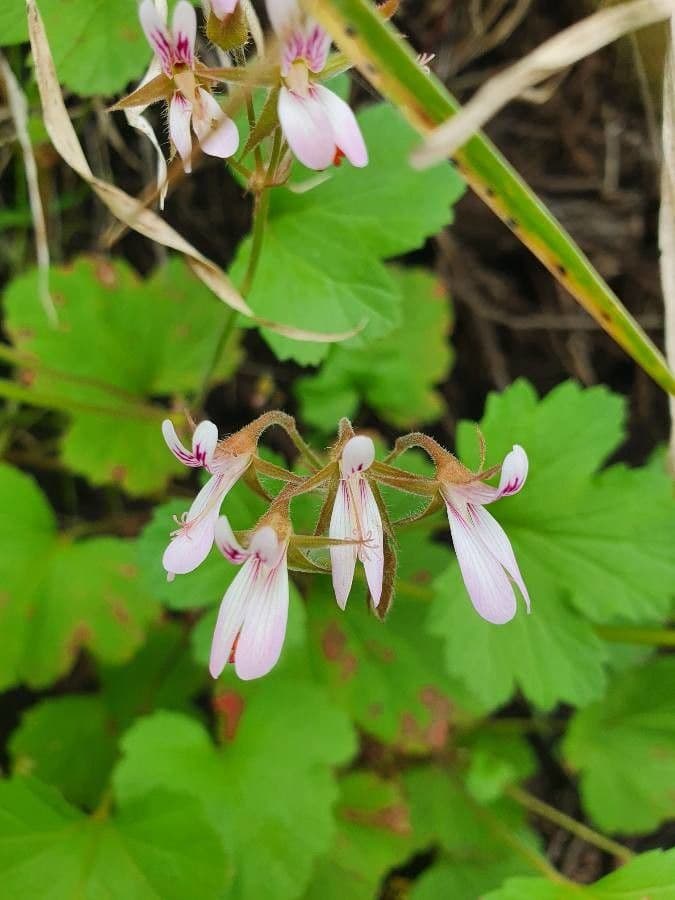 Pelargonio 2