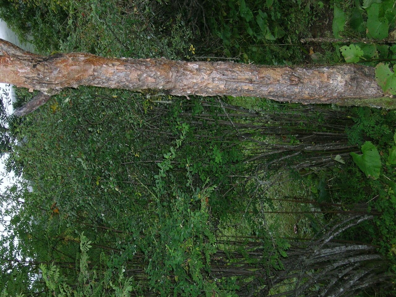 Arce de cola 12