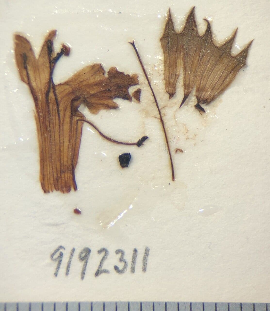 Stachys rigida 11