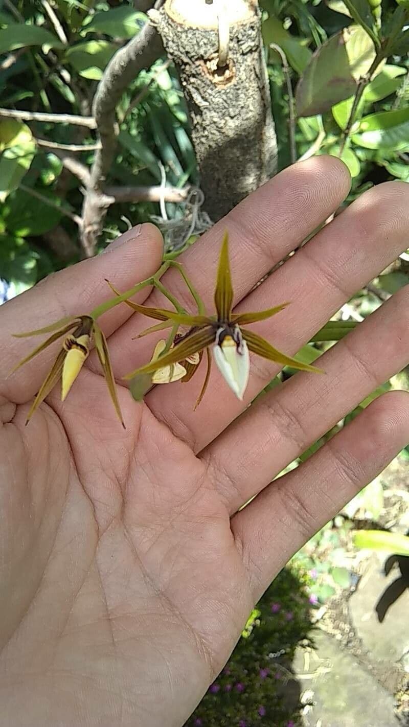 Prosthechea pasterka 2