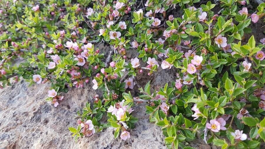 Cerisier 7