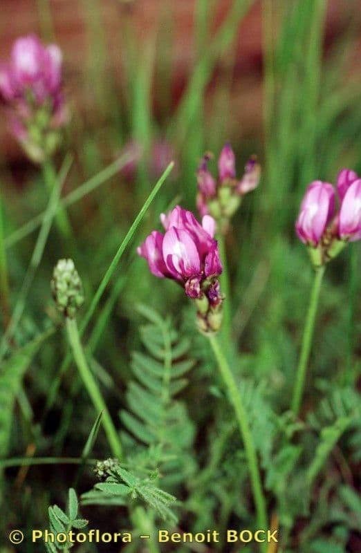 Astragalo danese 20
