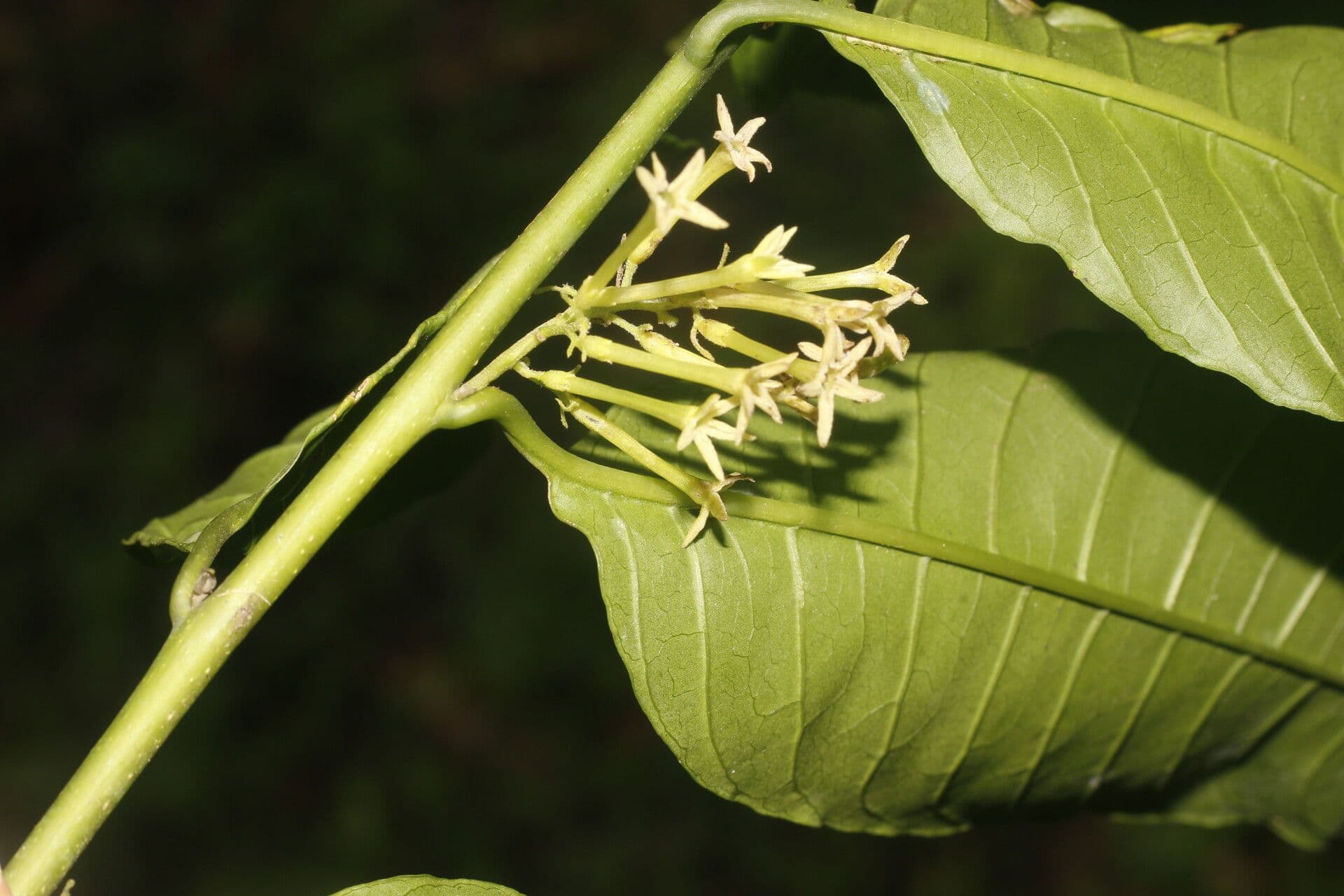Cestrum strapcovité 7