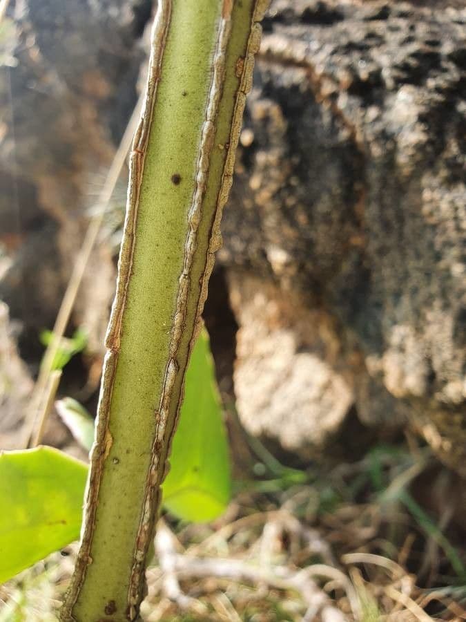 Cissus 11