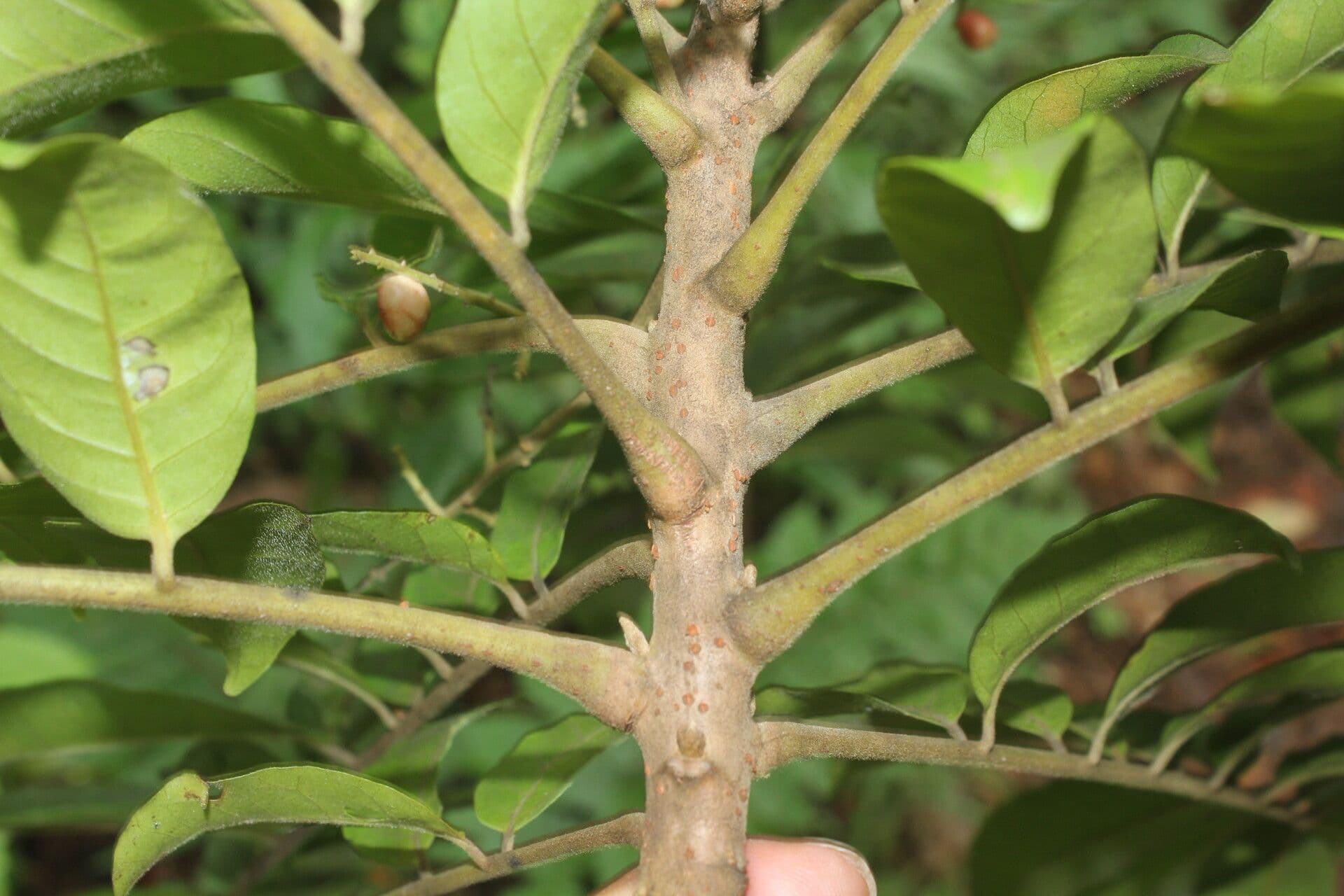 Mosquitoxylum 15