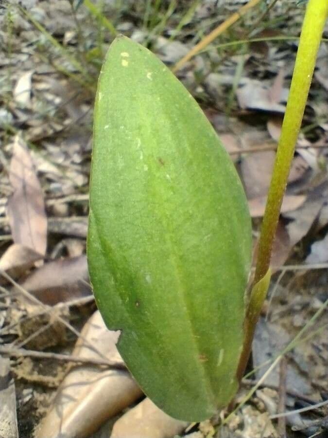 Orchidea alce 5