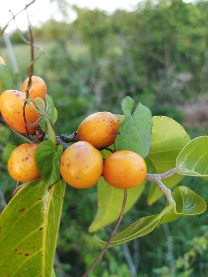 Celtis iguanaea 3