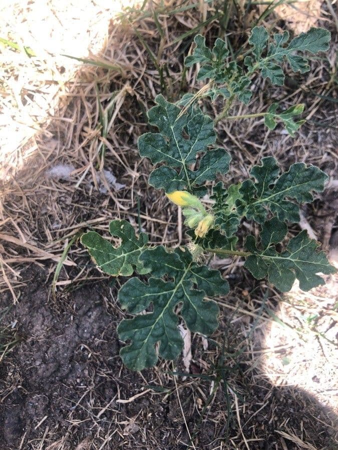 Solanum rostratum 16
