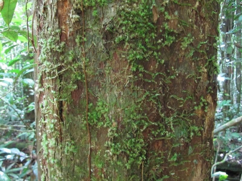 Pouteria 5