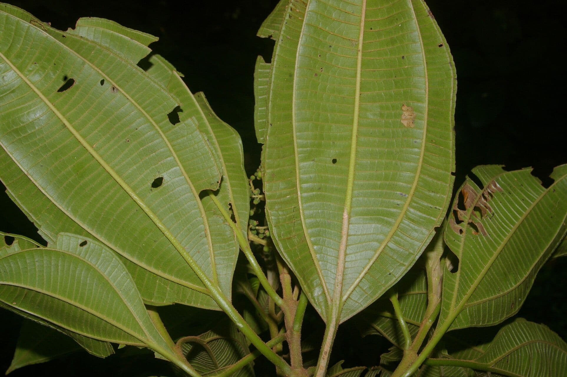 Miconia theizans 4
