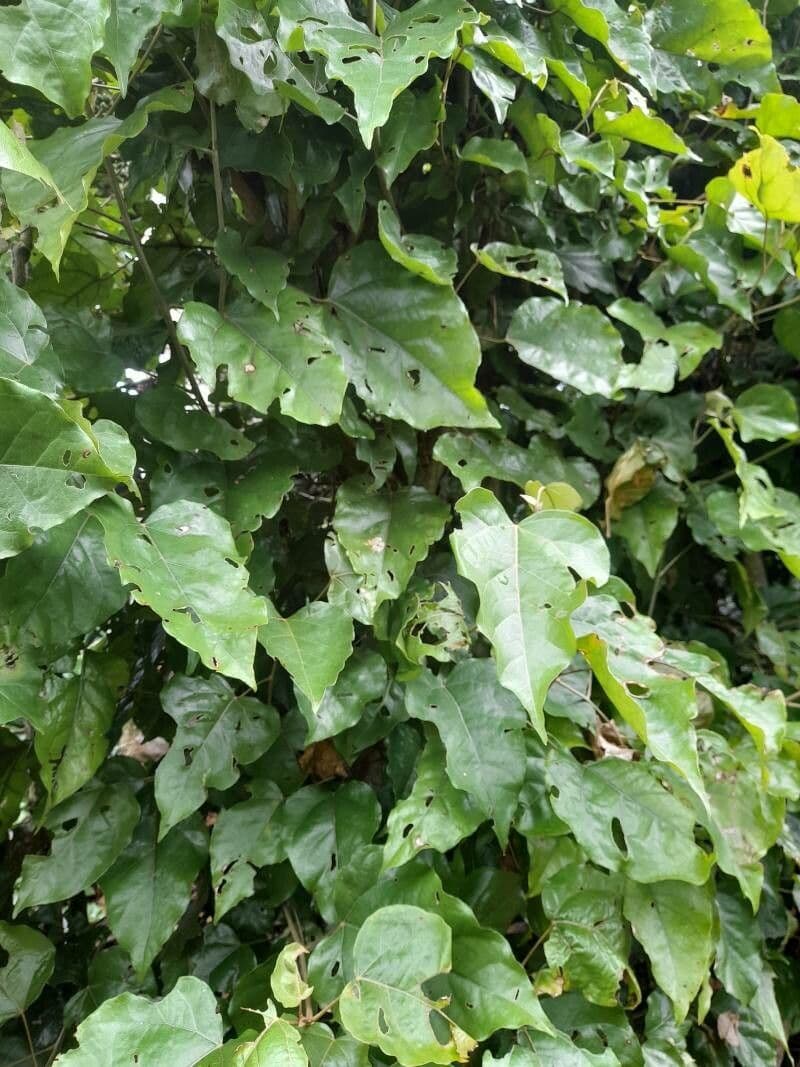 Croton niveo 7