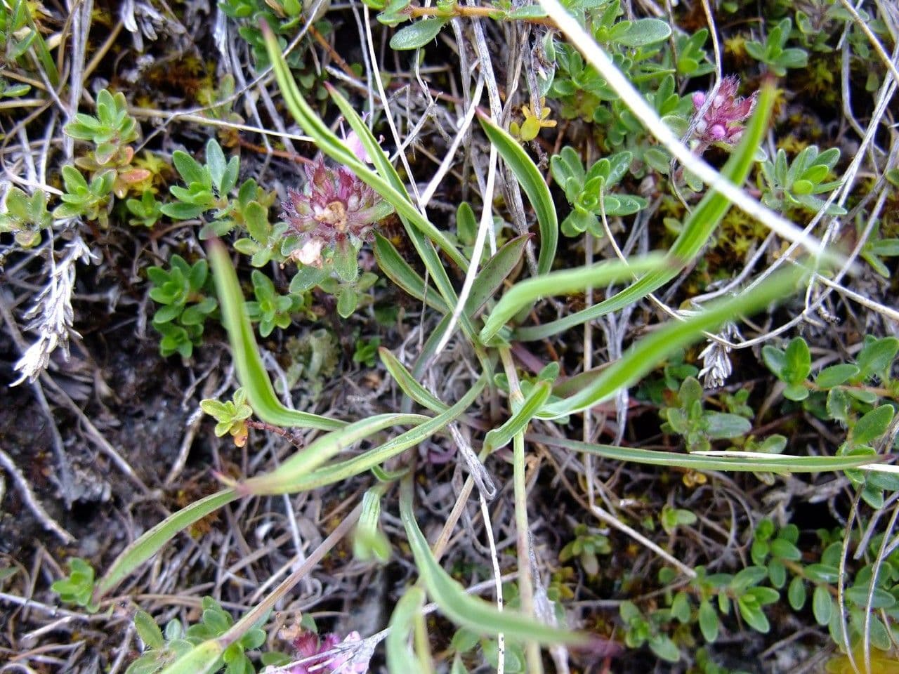 Bupleuro ranuncoloide 9