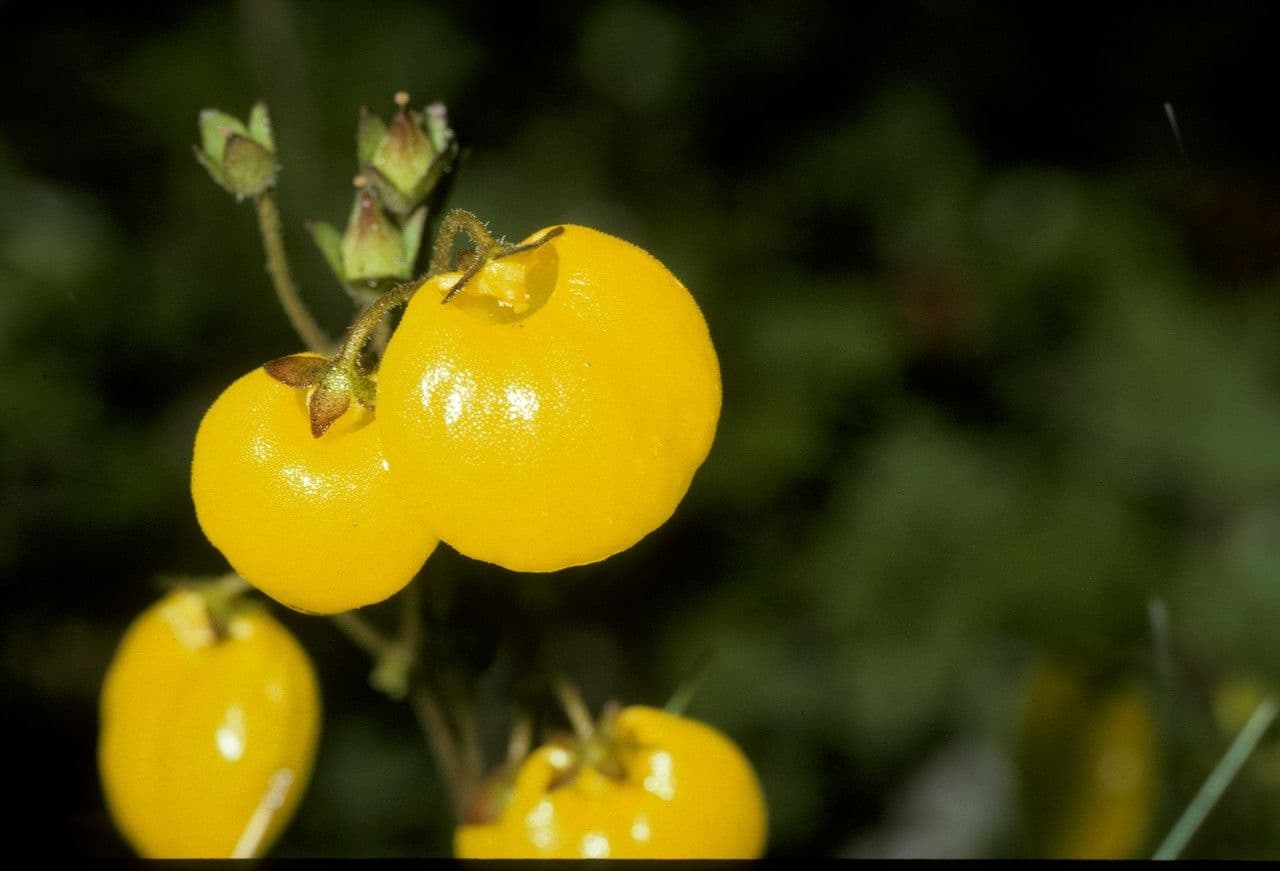Calceolaria