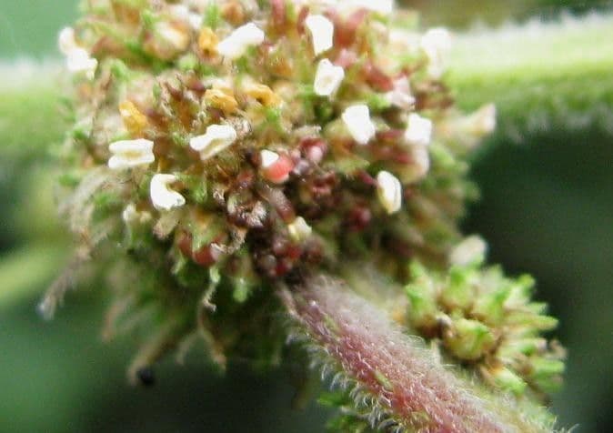 Phenax rugosus