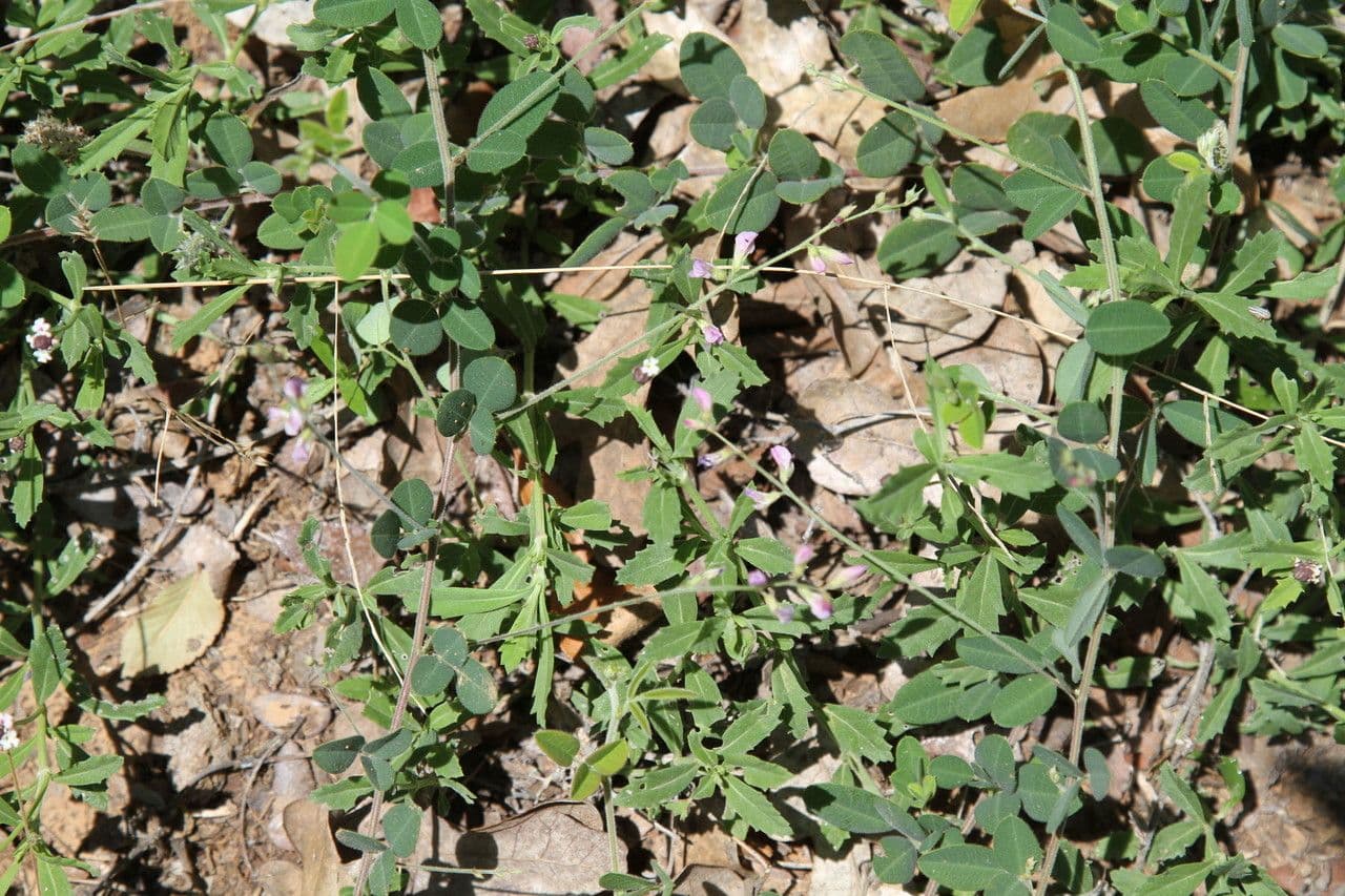 Lespedeza procumbens 3