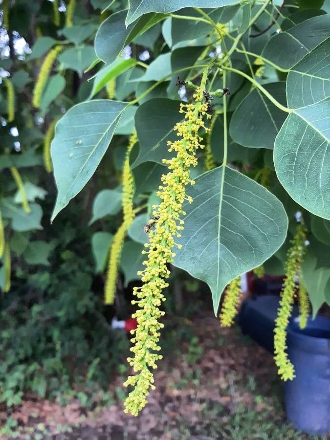 Candleberry-tree 30