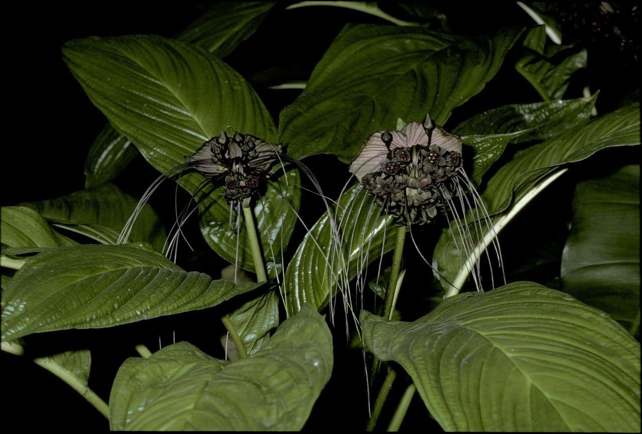 Fledermauspflanze 2