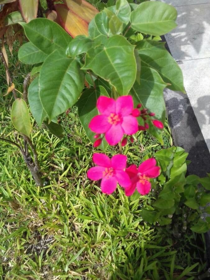 Jatropha integerrima 12