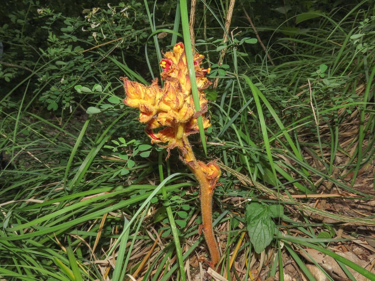 Succiamele gracile 15