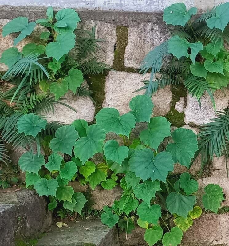 Begonia 9