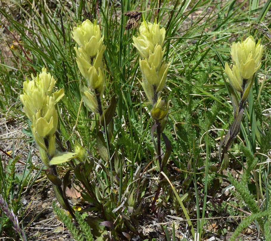 Castilleja 8