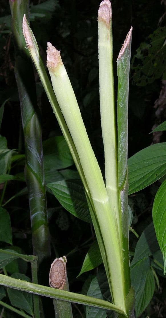 Costus liscio 16