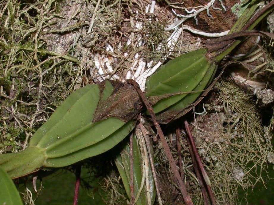 Gongora 25
