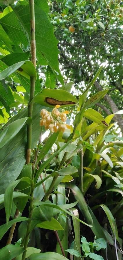 Dendrobium