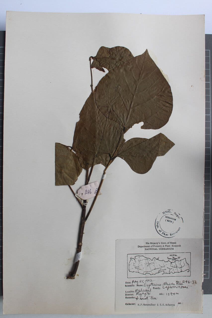 Korallenbaum 9