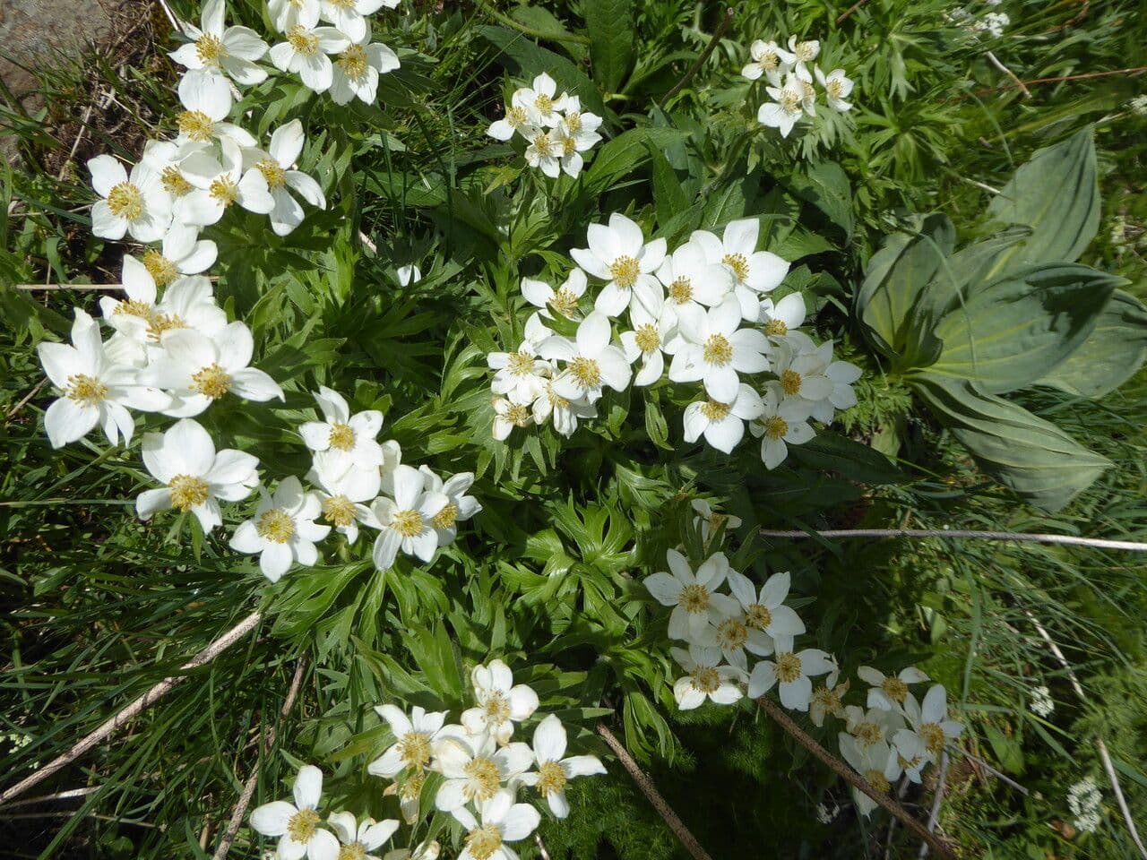 Anemone narcissiflora 25