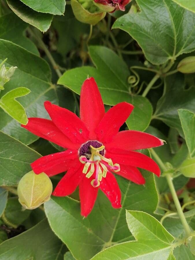 Pasiflora roja 2