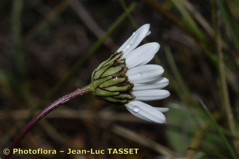 Burnats Margerite