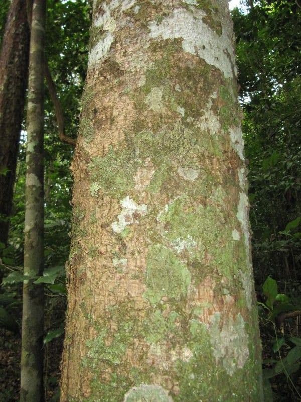 Ocotea 8