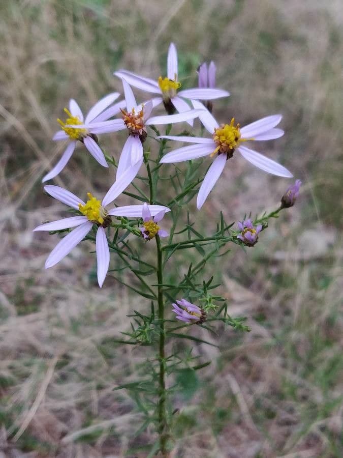 Galatella sedifolia 26