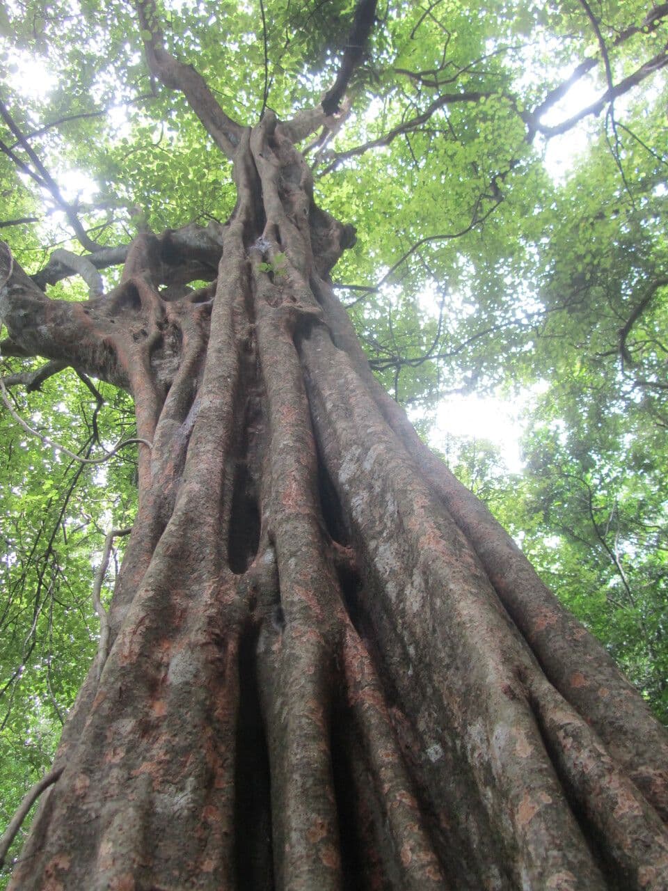 Coccoloba 7