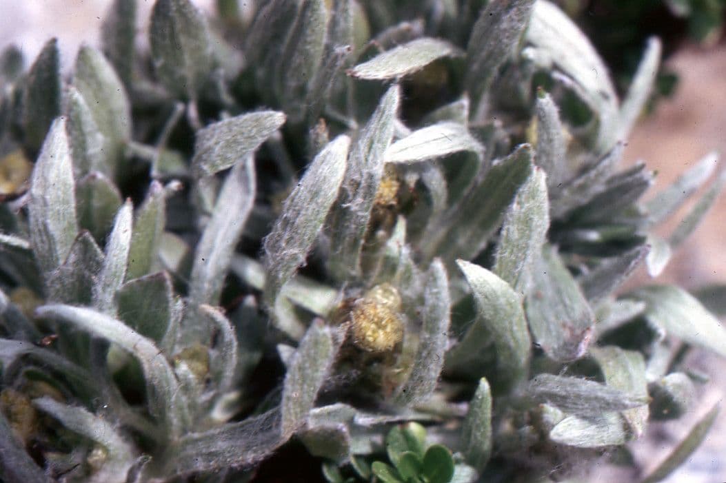 Gnaphalium nano 11