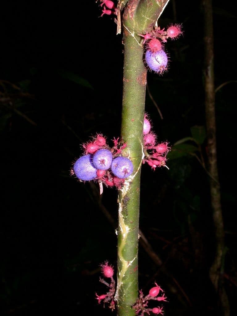 Miconia 14
