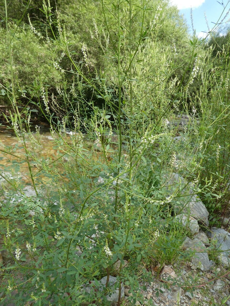 Weißer Steinklee 14