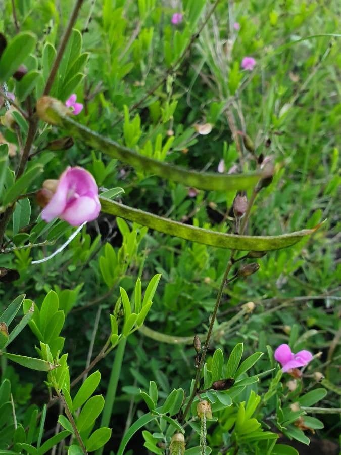 Tephrosia 18