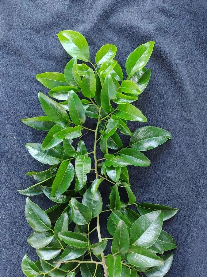 Poecilanthe 6