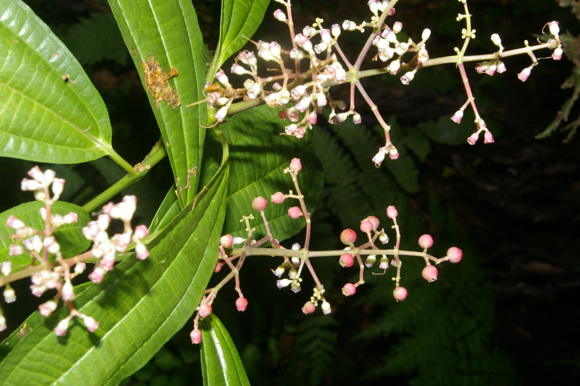 Miconia