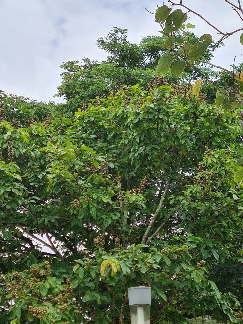 Vitex 3