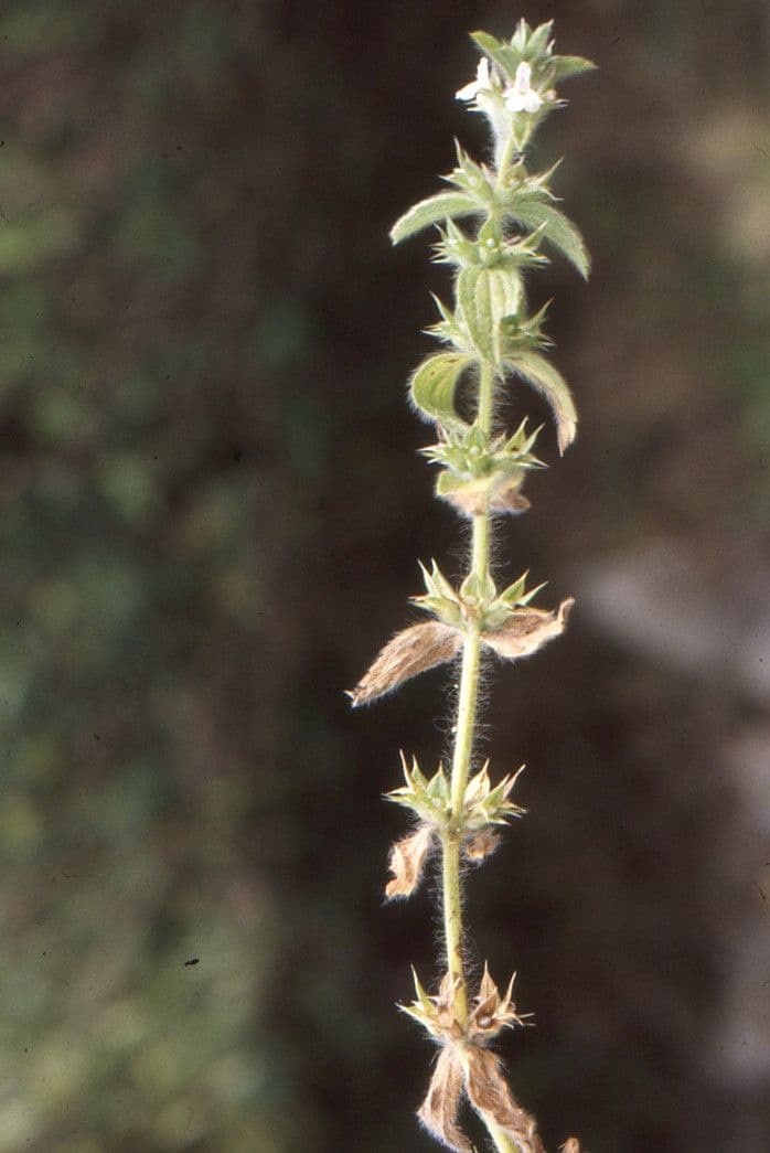 Sideritis romana 17
